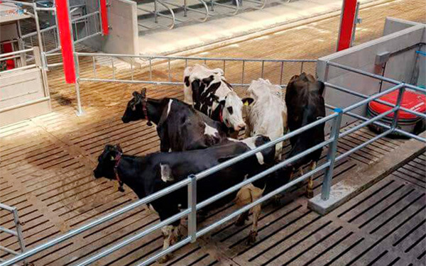 temporary waiting area for cows