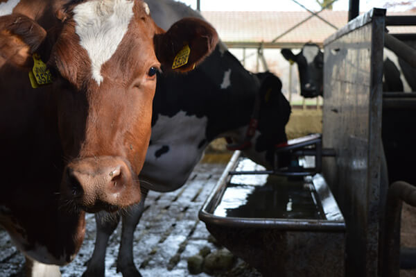 Koeien drinken uit de drinkwaterbak